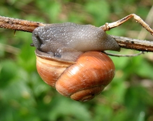 paddenstoelen77 (183)