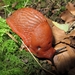 paddenstoelen77 (215)