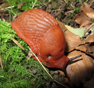 paddenstoelen77 (215)