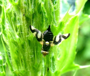 Distelgalboorvlieg (Urophora cardui)