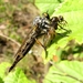 Eikenroofvlieg (Neoitamus cyanurus).