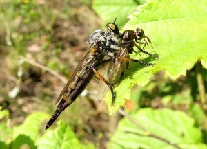 Eikenroofvlieg (Neoitamus cyanurus).