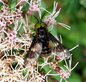 De goudoogdaas (Chrysops relictus) (3)