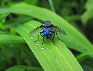 De blauwe bromvlieg (wetenschappelijke naam Calliphora vomitoria