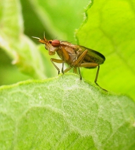 Limnia unguicornis