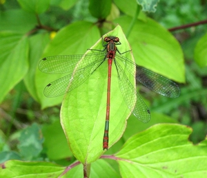 vuurjuffer (Pyrrhosoma nymphula) (2)