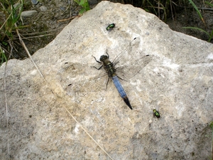 platbuik (Libellula depressa)mannetje (7)