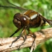 platbuik (Libellula depressa)mannetje (3)