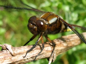 platbuik (Libellula depressa)mannetje (3)