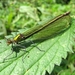 weidebeekjuffer (Calopteryx splendens) (3)