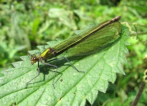 weidebeekjuffer (Calopteryx splendens) (3)