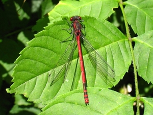 vuurjuffer (Pyrrhosoma nymphula)