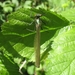 weidebeekjuffer (Calopteryx splendens) (4)