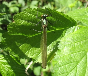 weidebeekjuffer (Calopteryx splendens) (4)