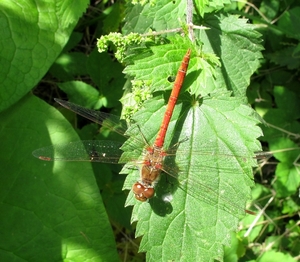 achtergrond 049