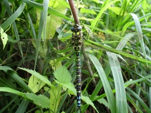 blauwe glazenmaker (Aeshna cyanea)man