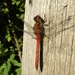 bloedrode heidelibel (Sympetrum sanguineum)man