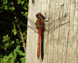 bloedrode heidelibel (Sympetrum sanguineum)man