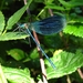 bosbeekjuffer (Calopteryx virgo)mannetje (4)