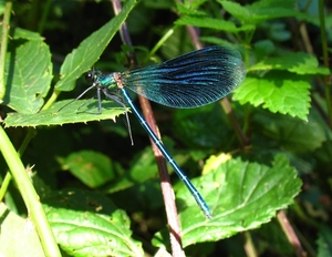 bosbeekjuffer (Calopteryx virgo)mannetje (4)