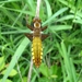 platbuik (Libellula depressa)vrouwtje