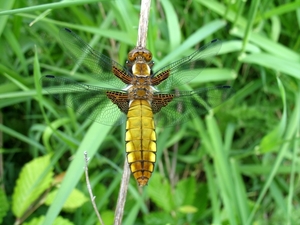 platbuik (Libellula depressa)vrouwtje