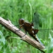 platbuik (Libellula depressa)mannetje (2)