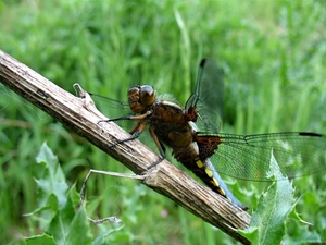 platbuik (Libellula depressa)mannetje (2)