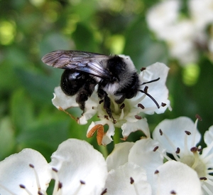 De grijze zandbij (Andrena vaga)