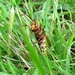 De hoornaar (Vespa crabro (3)