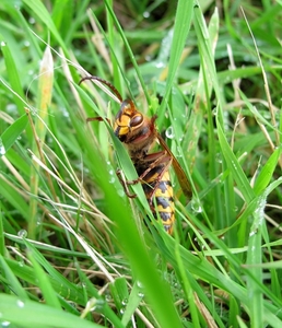 De hoornaar (Vespa crabro (3)