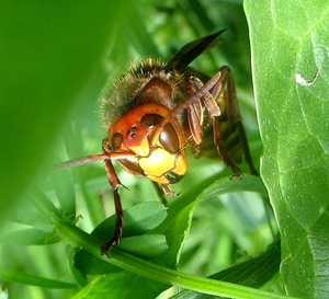 De hoornaar (Vespa crabro)