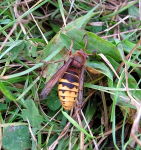 De hoornaar (Vespa crabro (7)