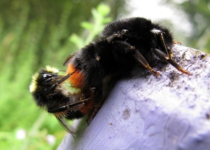 De steenhommel (Bombus lapidarius) (4)