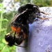 De steenhommel (Bombus lapidarius) (16)