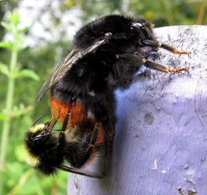De steenhommel (Bombus lapidarius) (16)