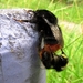 De steenhommel (Bombus lapidarius) (21)