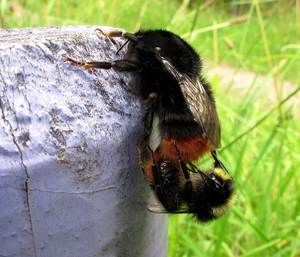 De steenhommel (Bombus lapidarius) (21)