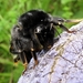 De steenhommel (Bombus lapidarius) (22)