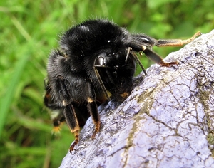 De steenhommel (Bombus lapidarius) (22)
