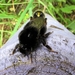 De steenhommel (Bombus lapidarius) (8)