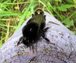 De steenhommel (Bombus lapidarius) (8)