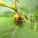 gele bij of hommel 014