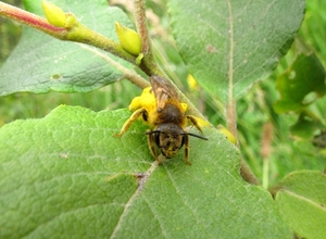 gele bij of hommel 014