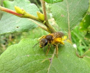 gele bij of hommel 015