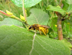 gele bij of hommel 010