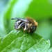 Kleine wolbij (Anthidium punctatum) (1)