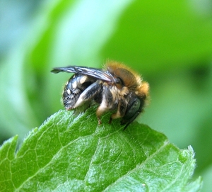 Kleine wolbij (Anthidium punctatum) (1)