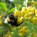 hommel (2)