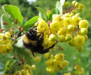 hommel (2)